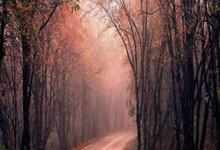 程帅澎20分琼斯24+11+7 浙江擒龙狮获得7连胜.